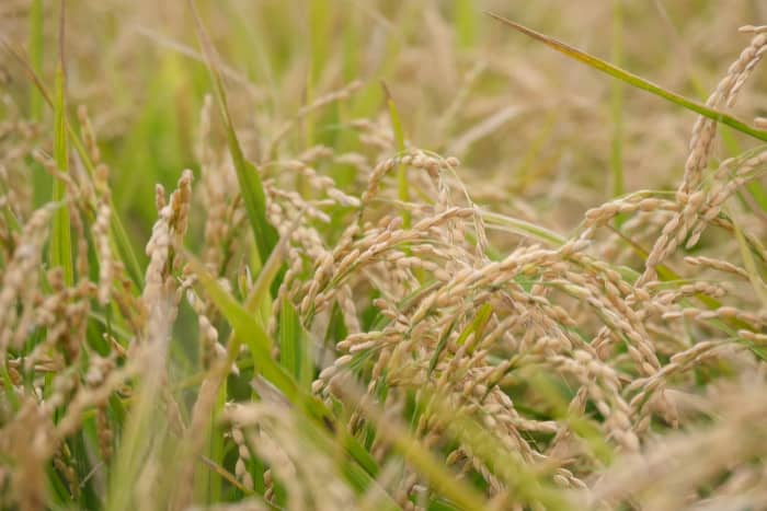 こだわりの米の画像