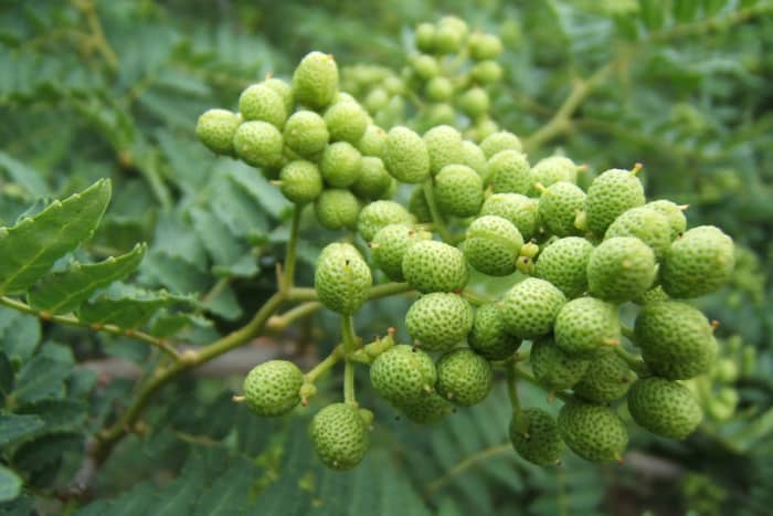 こだわりの山椒の画像