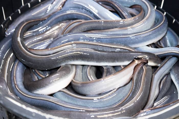 こだわりの鰻の画像